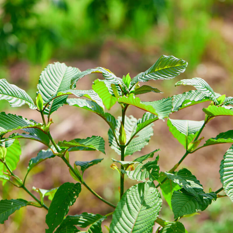 What Is Kratom | Kratom Plant (Mitragyna Speciosa)